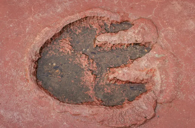 AI helps match dinosaur tracks to trackmakers