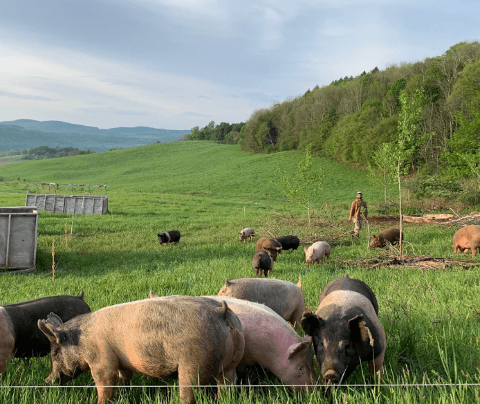 AI interprets pig squeals for better farm welfare