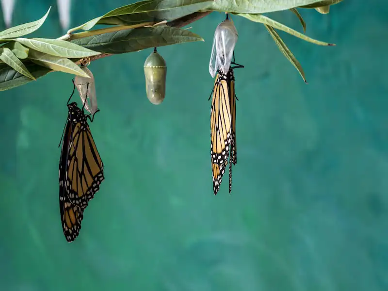 -two-monarch-butterflie-drying-wings-chrysalis-