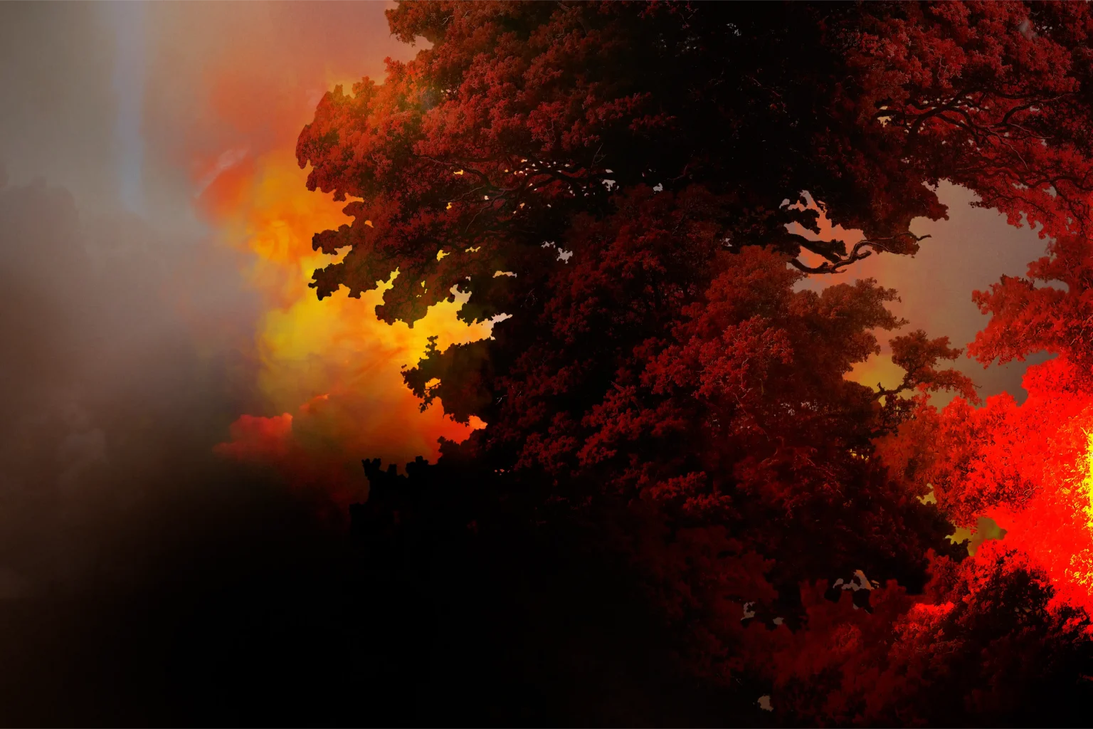 burning-forest